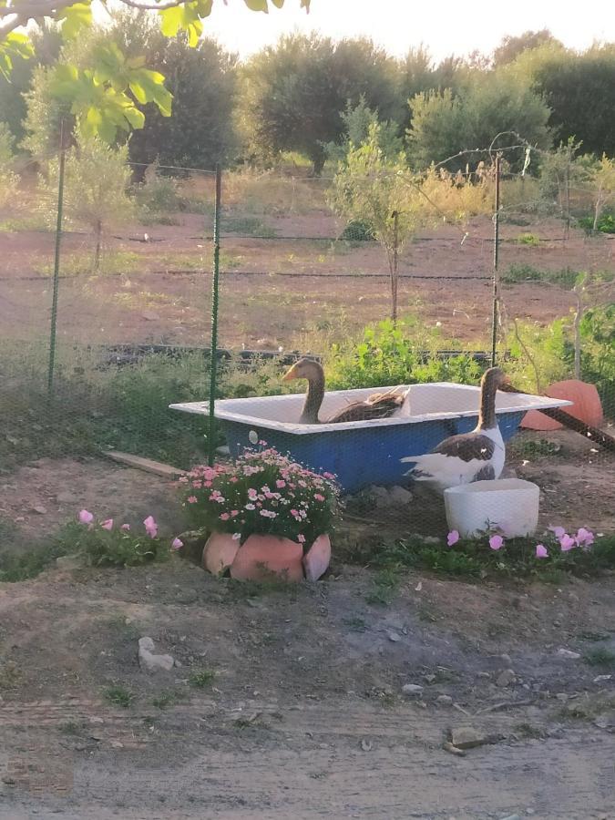 Myparadise-Farm Villa In The Centre Of South Crete Kalamaki  Exteriér fotografie