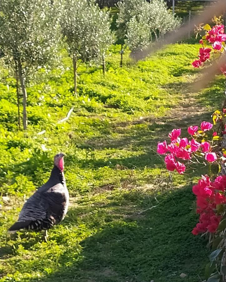 Myparadise-Farm Villa In The Centre Of South Crete Kalamaki  Exteriér fotografie