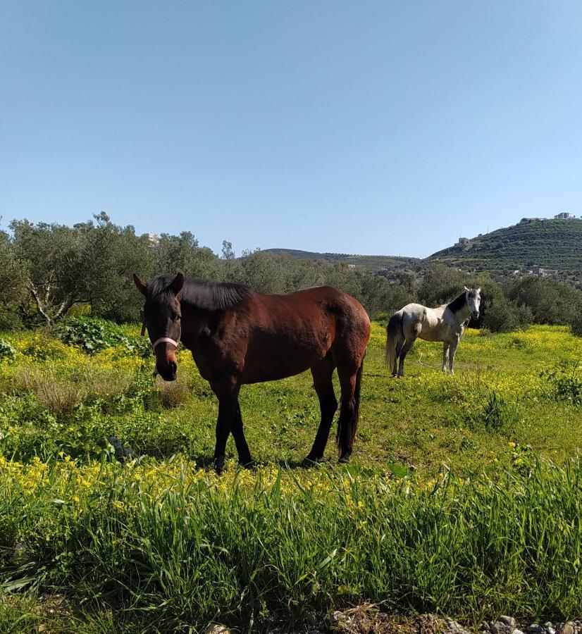 Myparadise-Farm Villa In The Centre Of South Crete Kalamaki  Exteriér fotografie